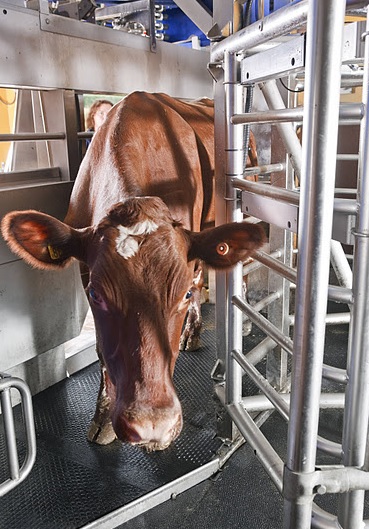 Идентификация коров в доильных залах