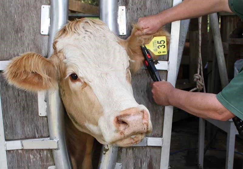Автоматизация племенного и зоотехнического учета с RFID-метками и программой Селэкс.Молочный скот
