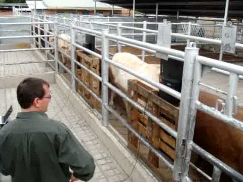 Автоматический пересчет крупного рогатого скота