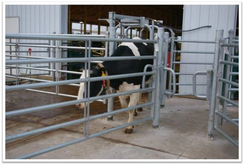 Автоматическая сортировка крупного рогатого скота