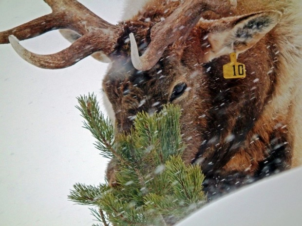 Автоматизированное взвешивание оленей