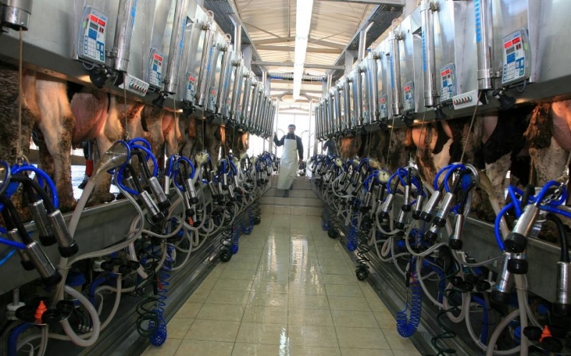 Идентификация коров в доильном зале Afimilk