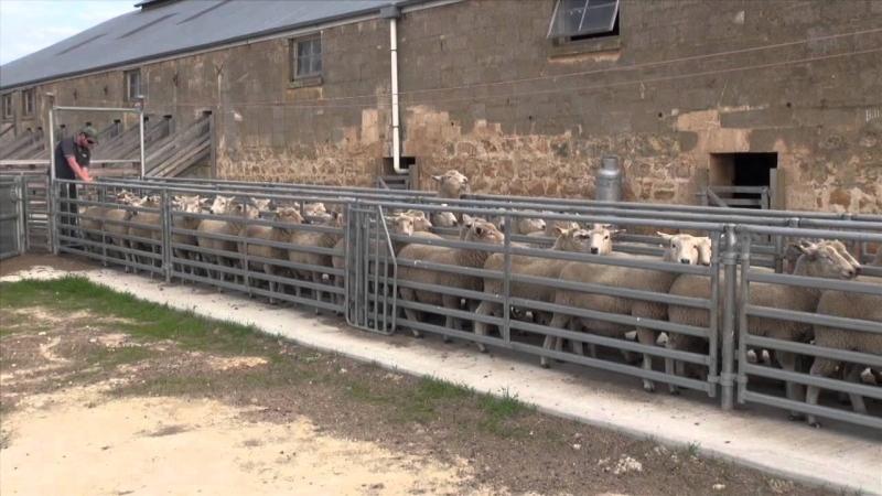 Автоматический пересчет овец
